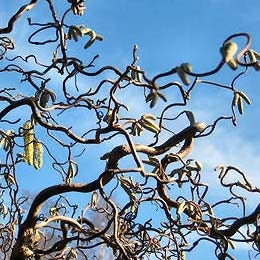 Noisetier tortueux / Corylus avellana contorta